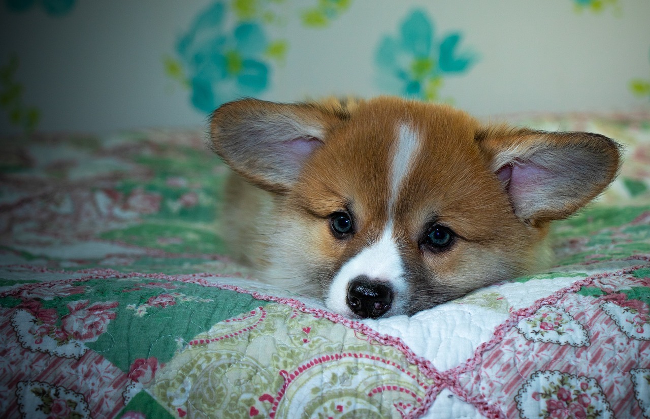 99exch Review: India's Leading Digital Exchange Platform for Finance, Books, and Sports Betting